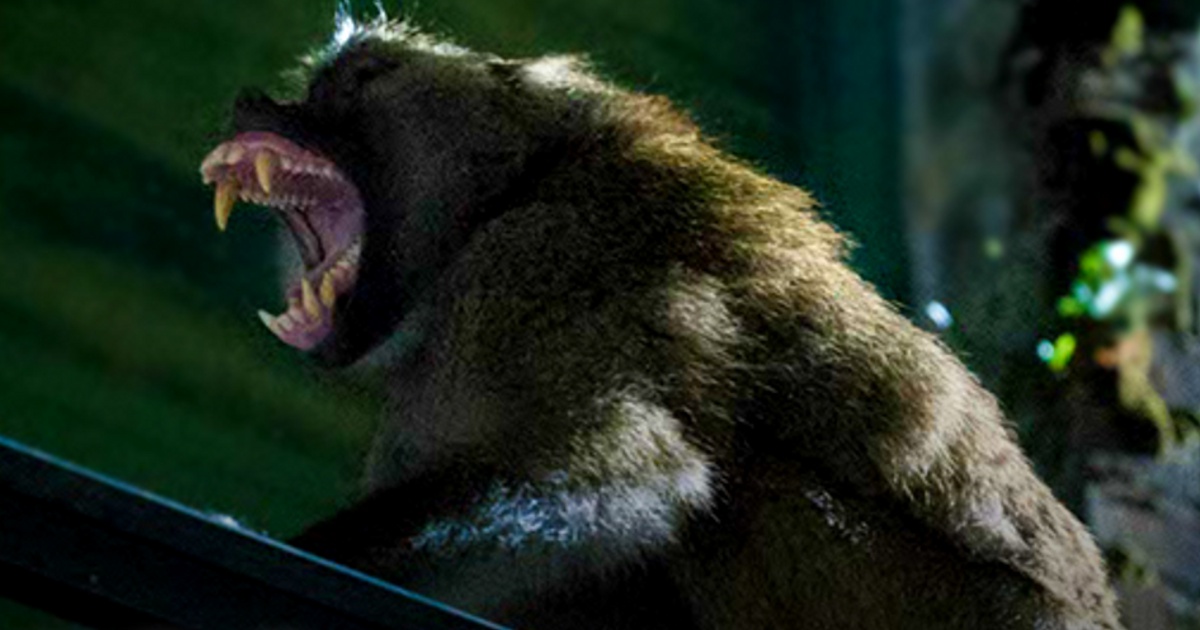 CBS Announces Summer Release Dates For Zoo, American Gothic, Braindead & More