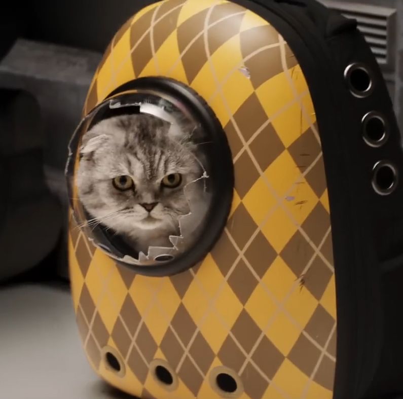 argylle cat