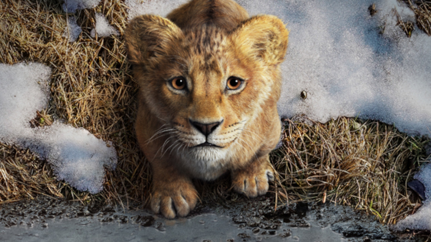 mufasa lion king trailer